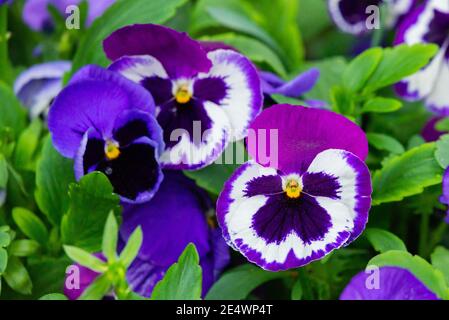 Flowers of garden pansies in purple and white color. Stock Photo