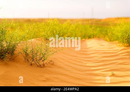 Desert plant. Camel thorn plant. Green bush in the desert. Green grass on dried ground. Desert soil. Desert landscape in summer. Stock Photo