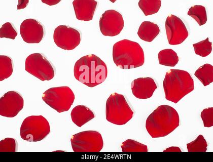 Red rose petals on white background Stock Photo