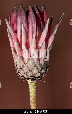 Protea flower close up on dark background. Stock Photo