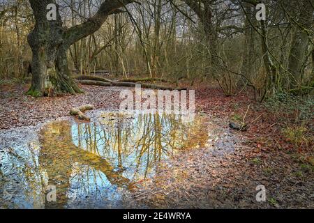 A deserted, wet day in the historical, medieval woodland of King's wood at Corby, England, during the national lockdown due to covid-19, January 2021. Stock Photo