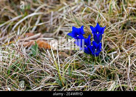 the marsh gentian a rare plant under nature protection, growing in Bavaria at the lake Ammersee Stock Photo