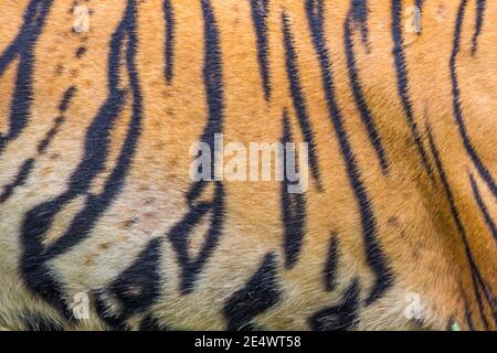 tiger fur stripes on skin of an Amur tiger (Panthera tigris altaica) Stock Photo