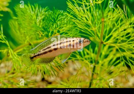 The golden julie (Julidochromis ornatus) is a species of cichlid endemic to Lake Tanganyika, being found only in the extreme northern and southern sho Stock Photo