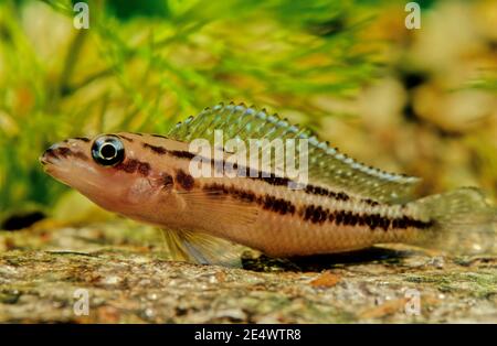 The golden julie (Julidochromis ornatus) is a species of cichlid endemic to Lake Tanganyika, being found only in the extreme northern and southern sho Stock Photo