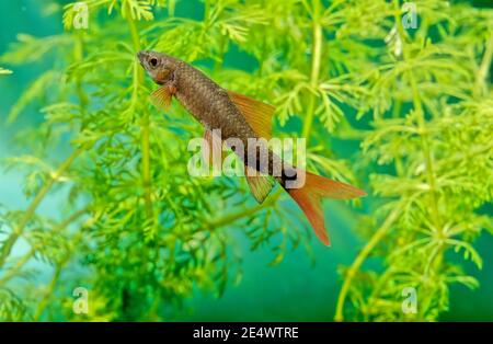 The rainbow shark (Epalzeorhynchos frenatum) is a species of Southeast Asian freshwater fish from the family Cyprinidae Stock Photo