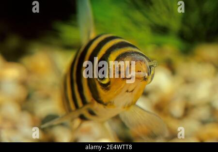 Leporinus fasciatus, commonly known as the banded leporinusor the black-banded leporinus, Stock Photo