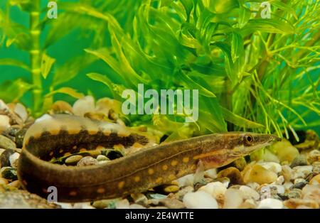 The fire eel (Mastacembelus erythrotaenia) is a relatively large species of spiny eel. Stock Photo