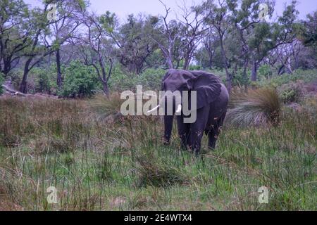 Elephant in Okavango Delta, Botswana.