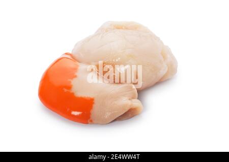 Studio shot of raw scallops cut out against a white background - John Gollop Stock Photo