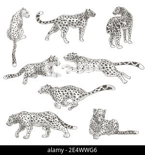 Leopard animal still and in motion, feline cat Stock Vector