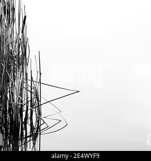 Reeds reflected in a lake at Langley Park Stock Photo