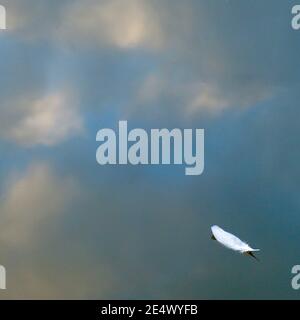 Single feather floating on a lake, with sky reflections behind Stock Photo