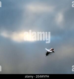 Single feather floating on a lake, with sky reflections behind Stock Photo