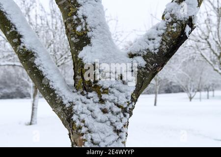 Snow on tree branches in rural England Stock Photo