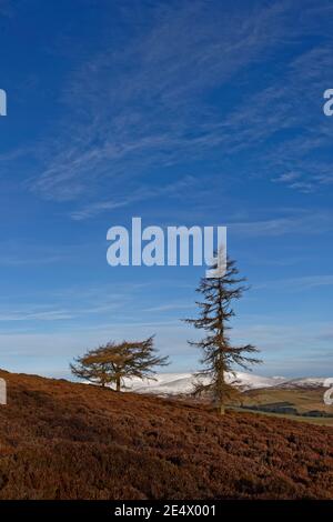 Two Scots Pines on the lower heather covered slopes of the White Caterthunh Hill Fort, with a deep blue sky and the snow covered Glens in the backgrou Stock Photo