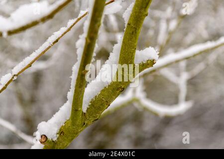 Snow on tree branches in rural England Stock Photo
