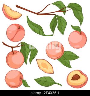 Peaches or big apricots on tree branches vector Stock Vector