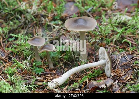 Entoloma turbidum, a pinkgill mushroom from Finland with no common english name Stock Photo