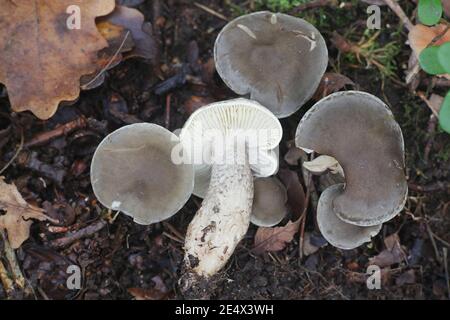 Tricholoma saponaceum var. squamosum, known as the soap-scented toadstool, soapy knight or soap tricholoma, wild mushroom from Finland Stock Photo