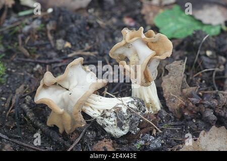 Helvella crispa, known as the white saddle, elfin saddle or common helvel, wild mushroom from Finland Stock Photo