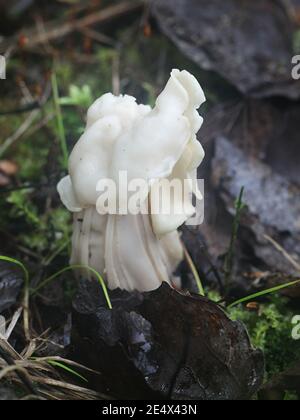 Helvella crispa, known as the white saddle, elfin saddle or common helvel, wild edible fungus from Finland Stock Photo