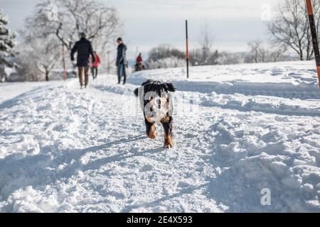 A Bernese Mountain Dog running on the snow in the Austrian Alps during winter time Stock Photo