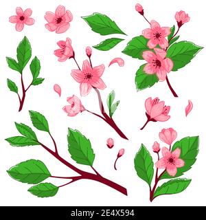 Cherry blossom tree with blooming flowers branches Stock Vector
