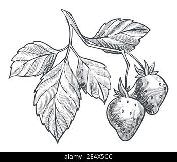 Strawberry plant with ripe berries and foliage Stock Vector