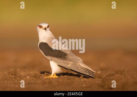 Black-winged kite (Elanus caeruleus) perched on a branch. Also called the black-shouldered kite, this bird of prey is found in sub-Saharan Africa and Stock Photo