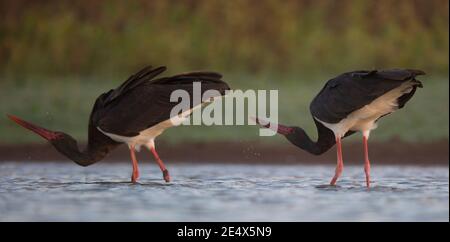 The Black Stork (Ciconia nigra) is a large wading bird in the stork family Ciconiidae. It is a widespread, but uncommon, species that breeds in the wa Stock Photo