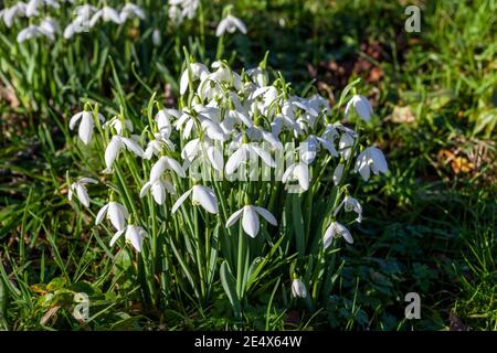 Snowdrops (galanthus) an  early winter spring flowering  bulbous plant with a white springtime flower which opens in January and February in a woodlan Stock Photo