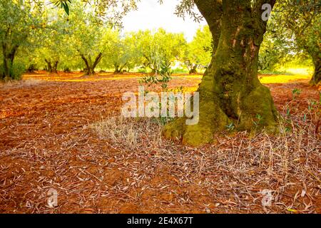 Canopies of green olive trees at plantation, young sprout tree grows ...