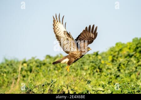 Common buzzard (Buteo buteo) in flight. This bird of prey is found throughout Europe and parts of Asia, inhabiting open areas, such as farmland and mo Stock Photo