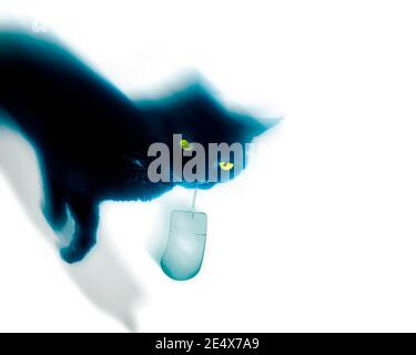 IT CONCEPT: Cat and Mouse Stock Photo