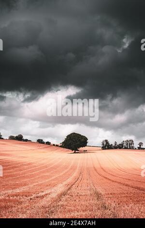a single tree in a field with rain clouds overhead Stock Photo