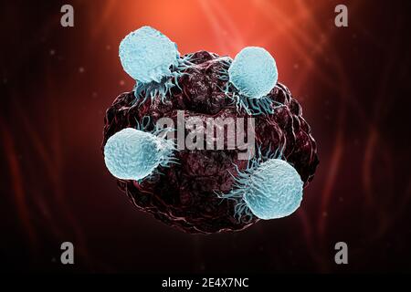 White blood cells or T lymphocytes or natural killer T attack a cancer or tumor or infected cell 3D rendering illustration. Oncology, immune system, b Stock Photo