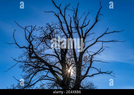 Tree in back light against a blue sky with Sunrays, Bavaria, Germany, Europe Stock Photo