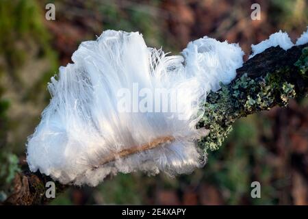 White hair ice on stick with fungus growing green lichen  in winter frost on frosty day in January 2021 Carmarthenshire West Wales UK   KATHY DEWITT Stock Photo