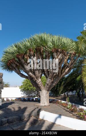 Canary Island dragon tree, typical tree of the Canary Islands, Spain Stock Photo