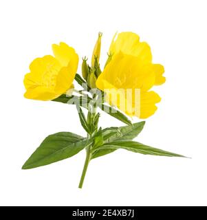 Common evening primrose flowers isolated on white Stock Photo