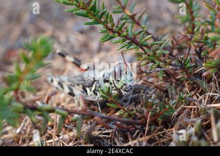 A macro shot of a grasshopper in the grass. Stock Photo