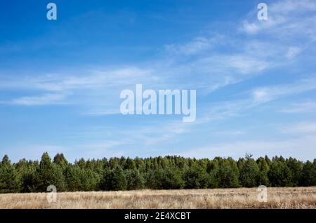 Dense forest against the sky and meadows. Beautiful landscape of a row of trees and blue sky background Stock Photo