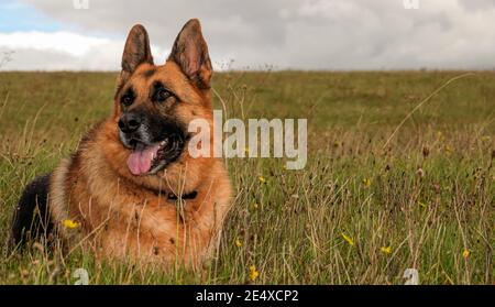 Pin by Ch RJR on German Shepherd Long Stock Hair | Stylish boys, Cool  hairstyles for boys, Photography poses for men