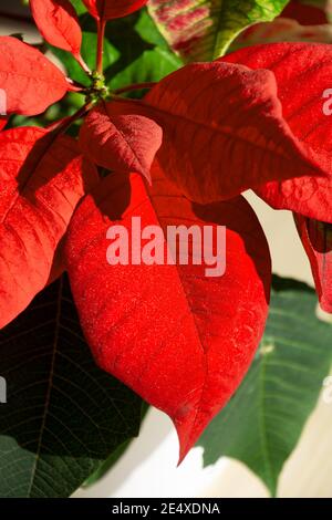 red colored leaves of the mexican euphorbia pulcherrima close-up view lit by january sun Stock Photo