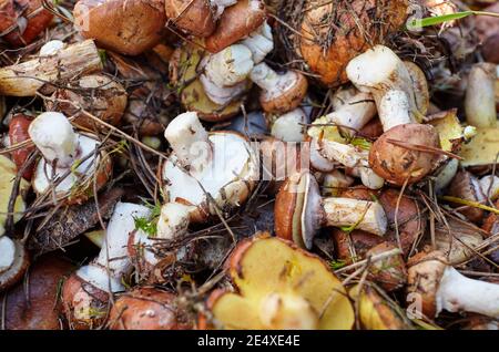 Dirty, unpeeled Suillus mushrooms in bucket. Picking wild mushrooms in autumn forest. Family name Boletaceae, Scientific name Suillus. Top view Stock Photo