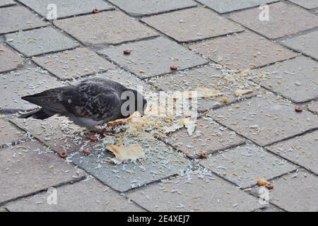 A feral pigeon pecking at a discarded fast food meal in a city centre street, Glasgow, Scotland, UK Stock Photo