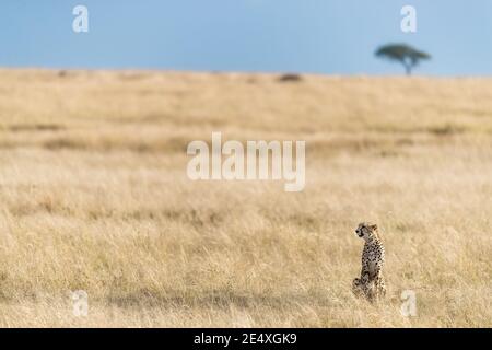 A watchful cheetah, acinonyx jubatus, in the grasslands of the Masai Mara, with an acacia tree on the horizon against a clear blue sky. Stock Photo