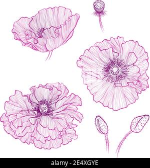 Vector illustration in line art style. Set of flowers of Poppies isolated on white background. Hand drawn botanical picture Stock Vector