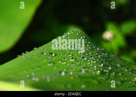Water droplets on banana leaf Stock Photo